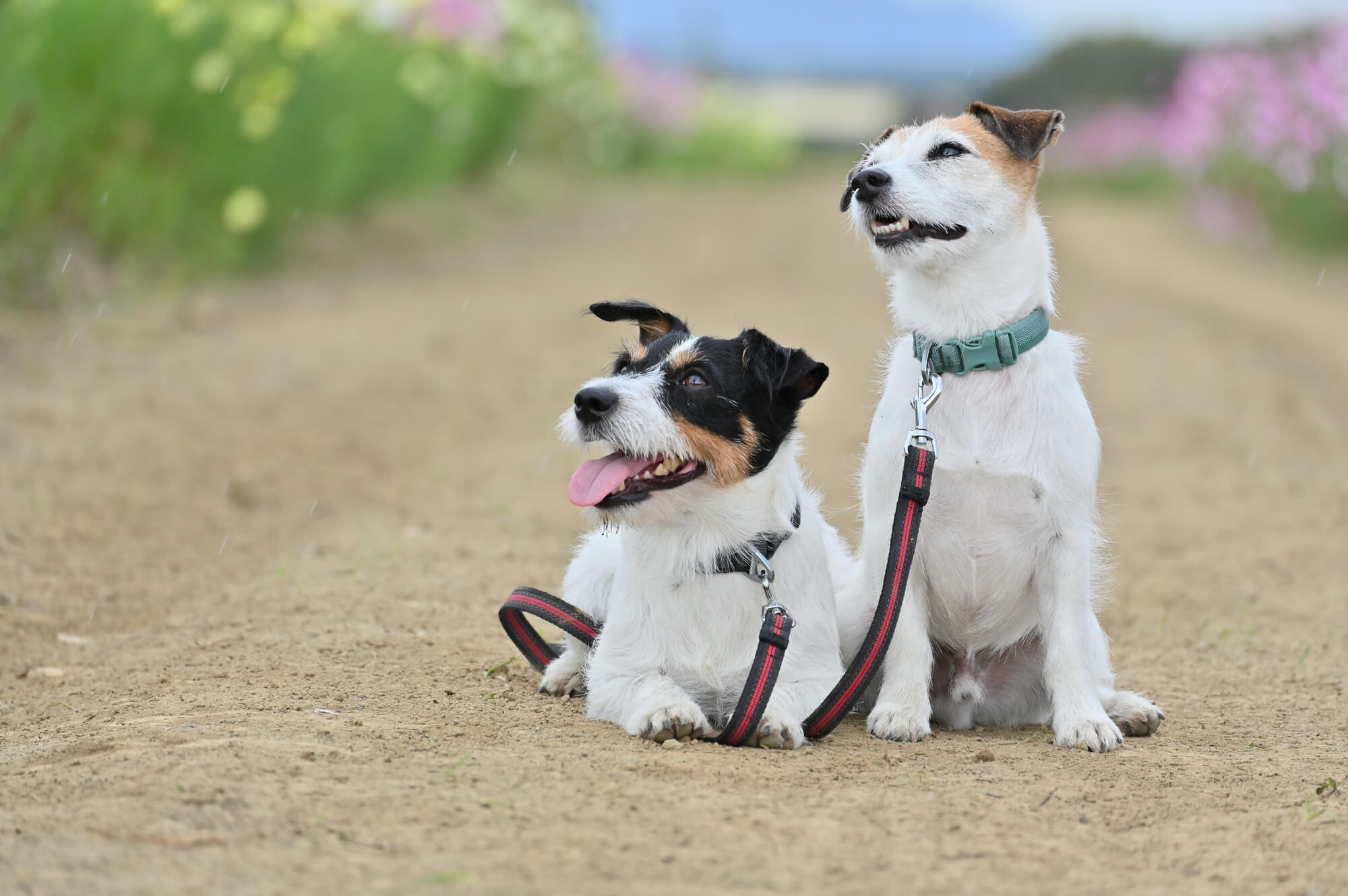 おしゃれな犬用リードランキング